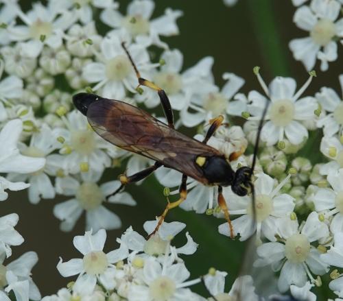 Réf. 333 856 : Ichneumon sp.